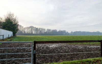 That Wet Spot Over Your Septic Field Isn’t Going Away On Its Own: How to Tell If Your Drain Field Is Broken or Just Needs Help